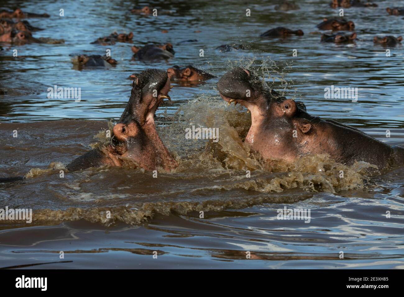 Hippos in Grumeti River of Serengeti National Park of Tanzania... Stock Photo