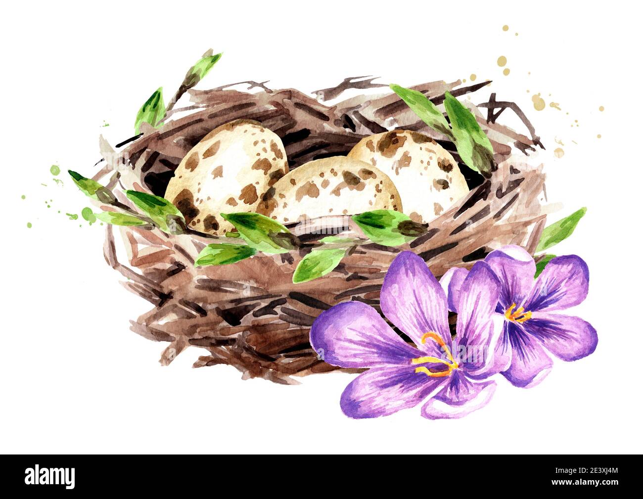 Easter nest with eggs and spring flowers. Hand drawn watercolor ...