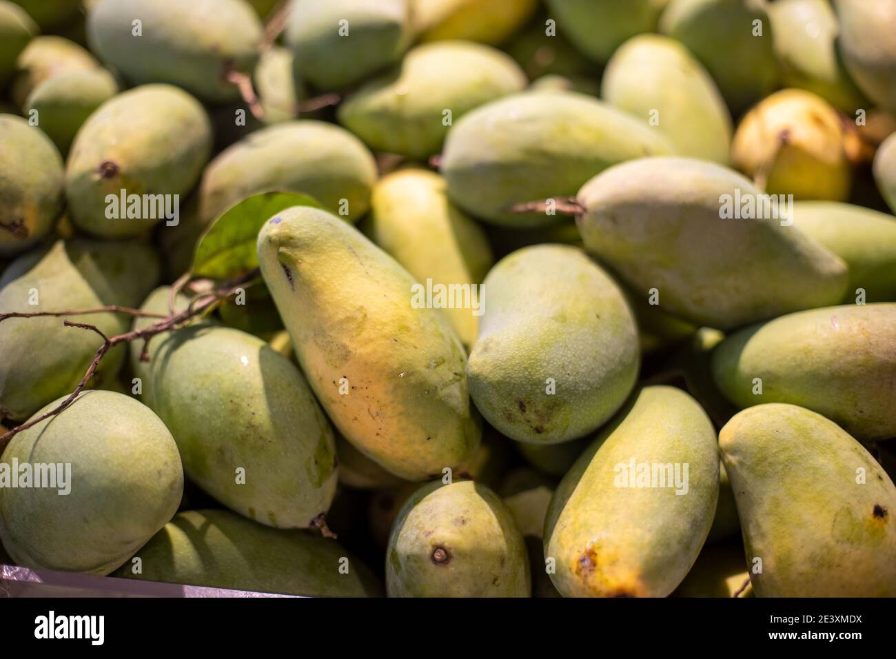 background and textured many green mangoes are harvested.Plump shape with  curved solid cone. thai fruits Stock Photo - Alamy