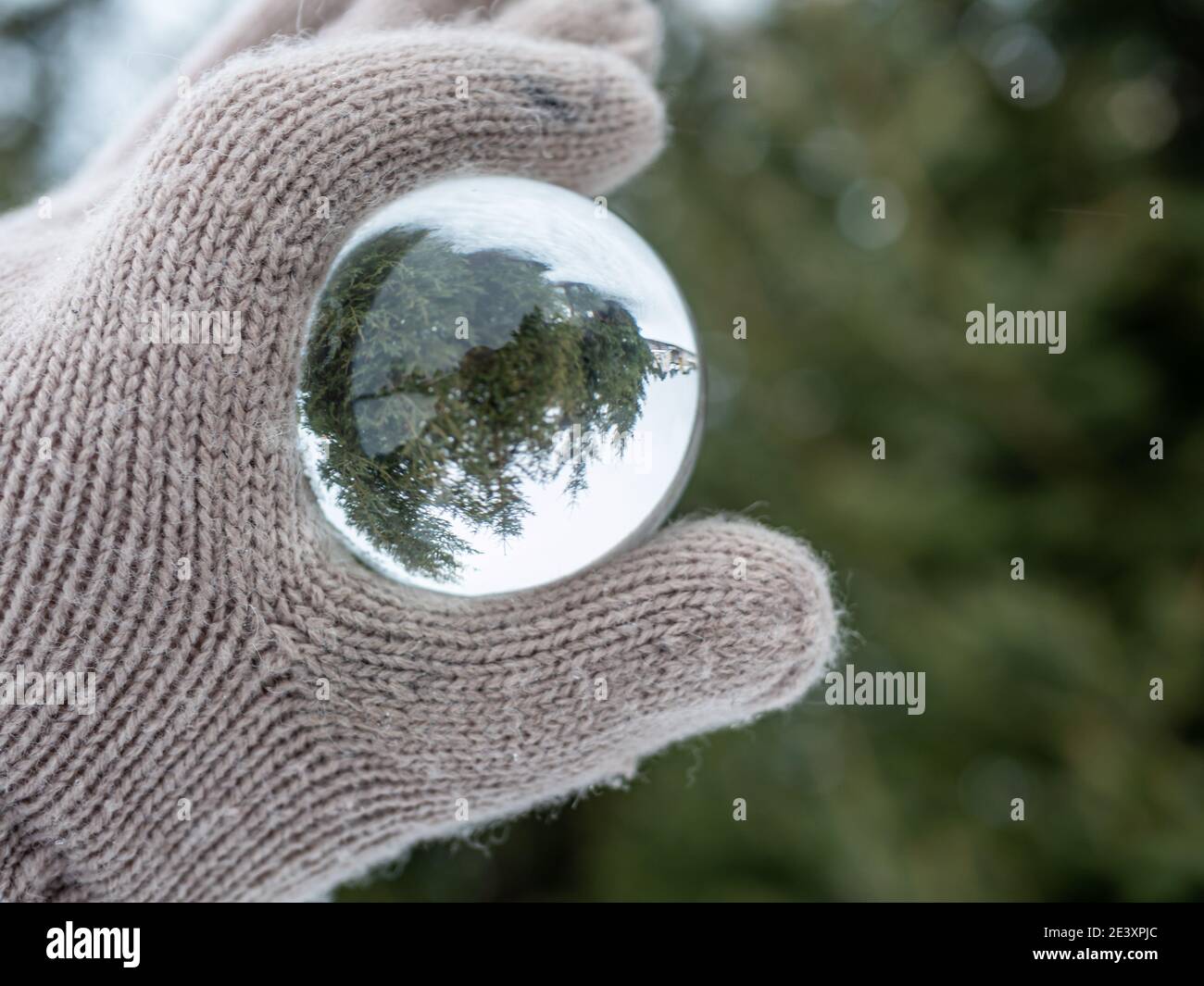 green coniferous forest in a glass ball Stock Photo