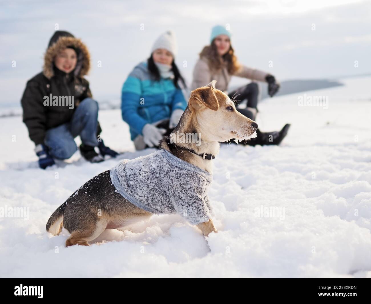 family walks the small dog in woolen clothes in the snow during winter time Stock Photo