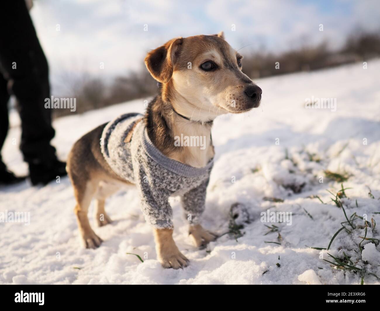 walk in the snow during winter with the small dog in a woolen clothes Stock Photo