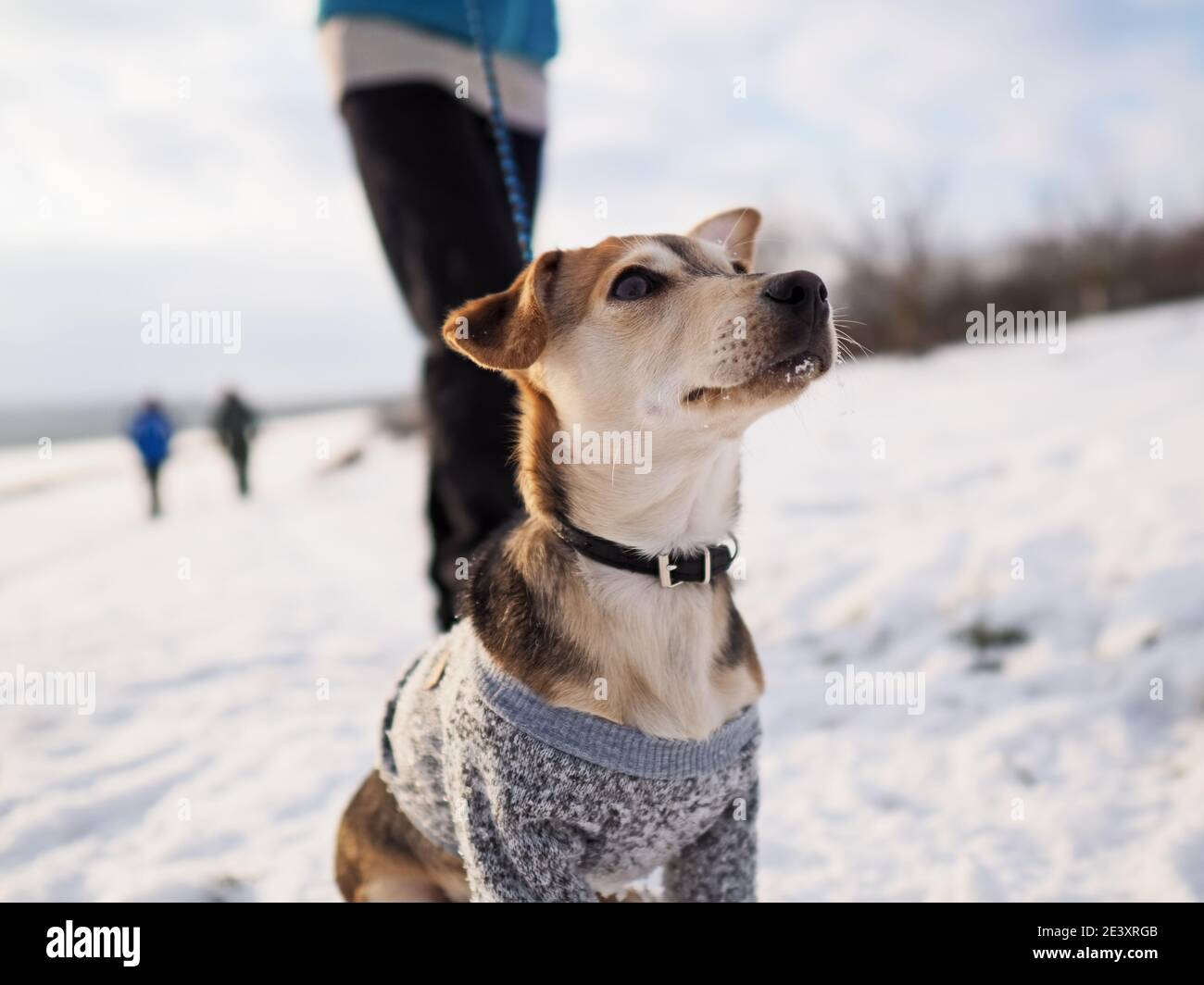 walk in the snow during winter with the small dog in a woolen clothes Stock Photo