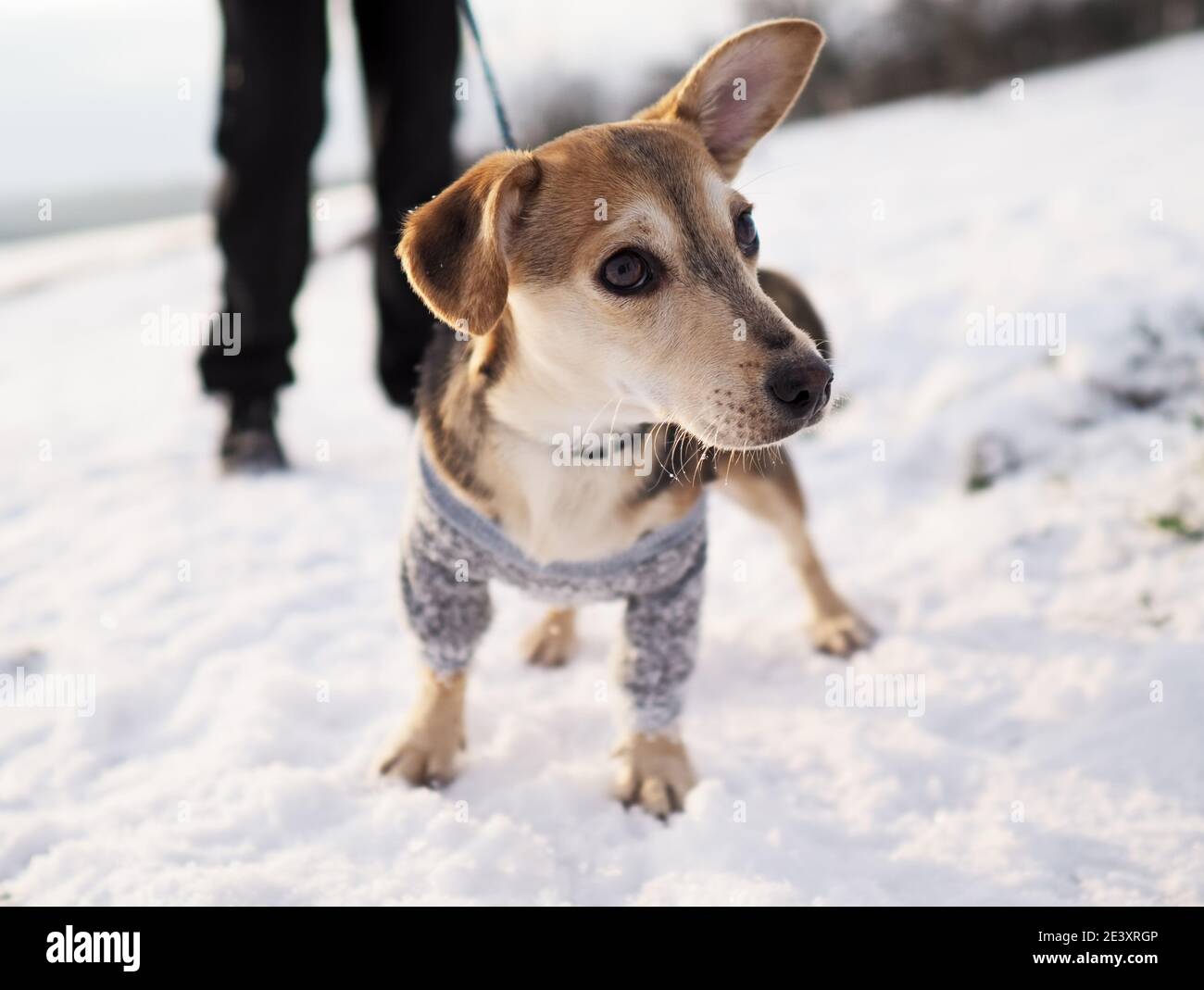 walk in the snow during winter with the small dog in a woolen clothes Stock Photo