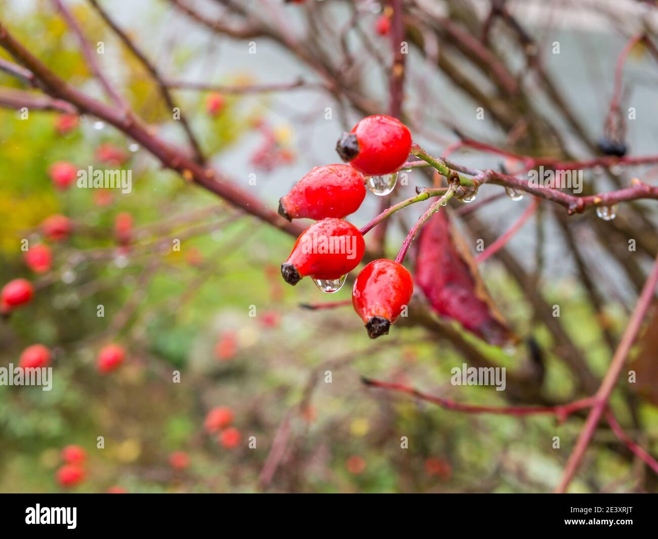 Rose plant seeds hi-res stock photography and images - Page 2 - Alamy