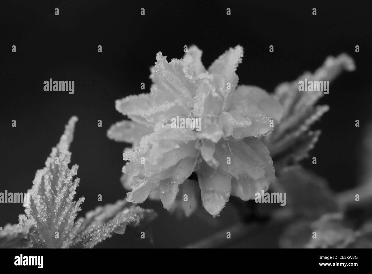 close up of a frozen bloom on a bush Stock Photo