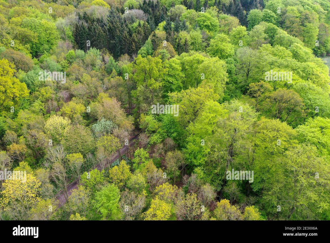 Wald von oben, Luftaufnahme, Laubwald, Mischwald, wood, forest, Deutschland, Norddeutschland, Schleswig-Holstein, Germany Stock Photo