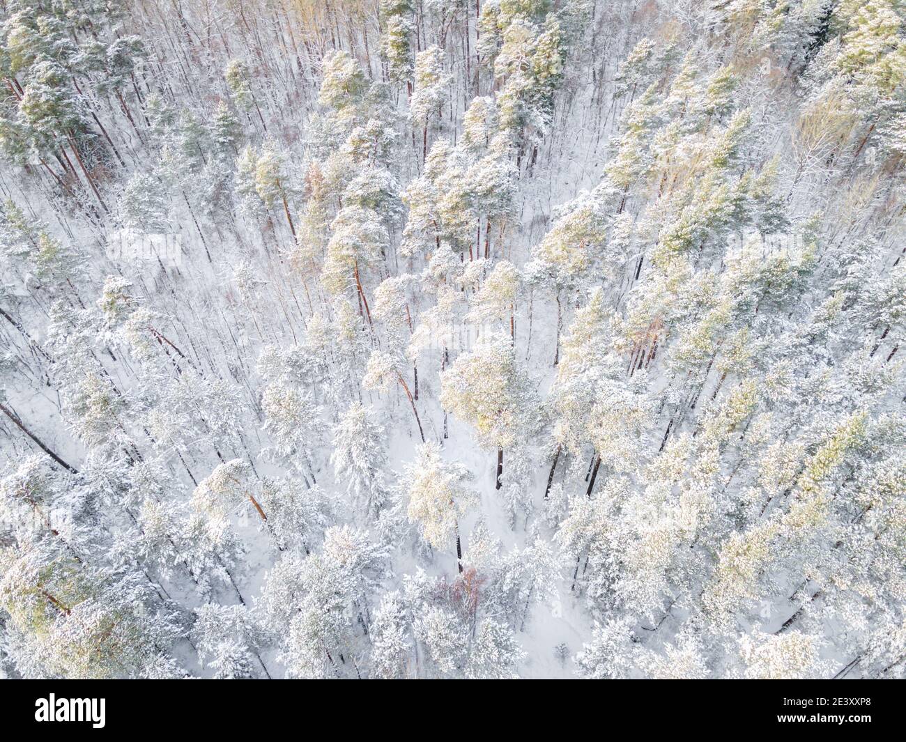 Forest drone view hi-res stock photography and images - Alamy