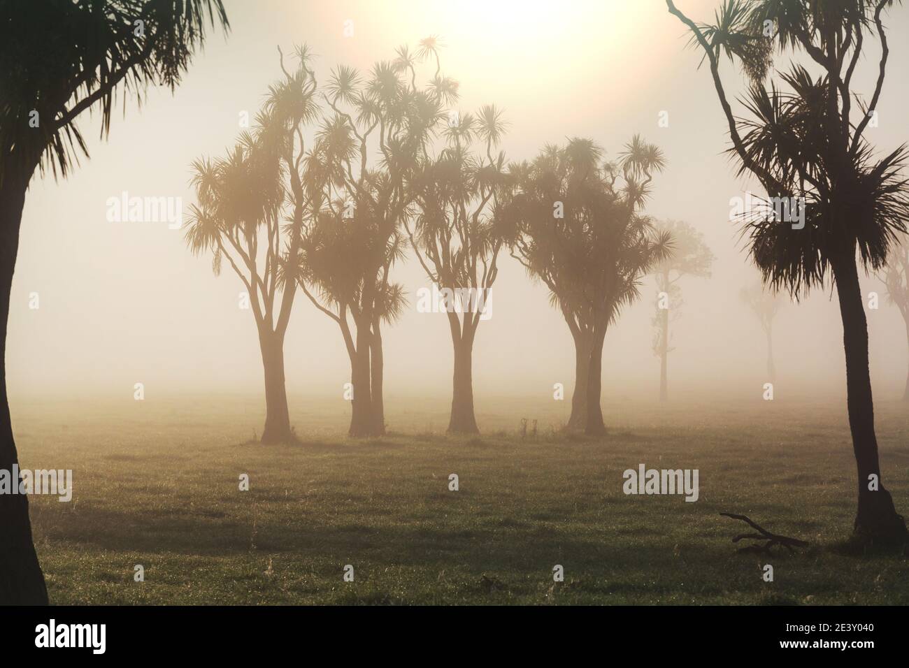 Cabbage tree native to nz hi-res stock photography and images - Alamy