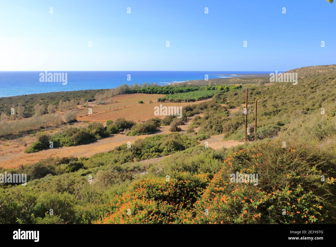 Agricultural farmland with a young banana plantation in Cyprus Stock Photo