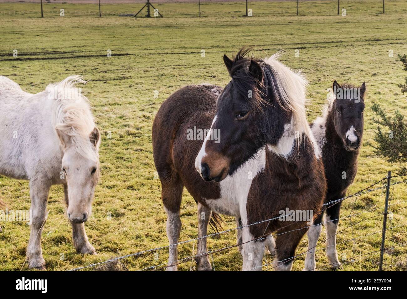 Iconic untamed Bodmin Ponies in a field on Bodmin Moor in Cornwall. Stock Photo