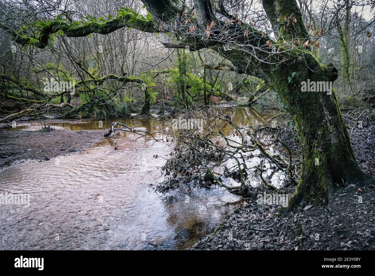 A river flowing through the atmospheric Metha Woods in Lappa Valley near St Newlyn East in Cornwall. Stock Photo