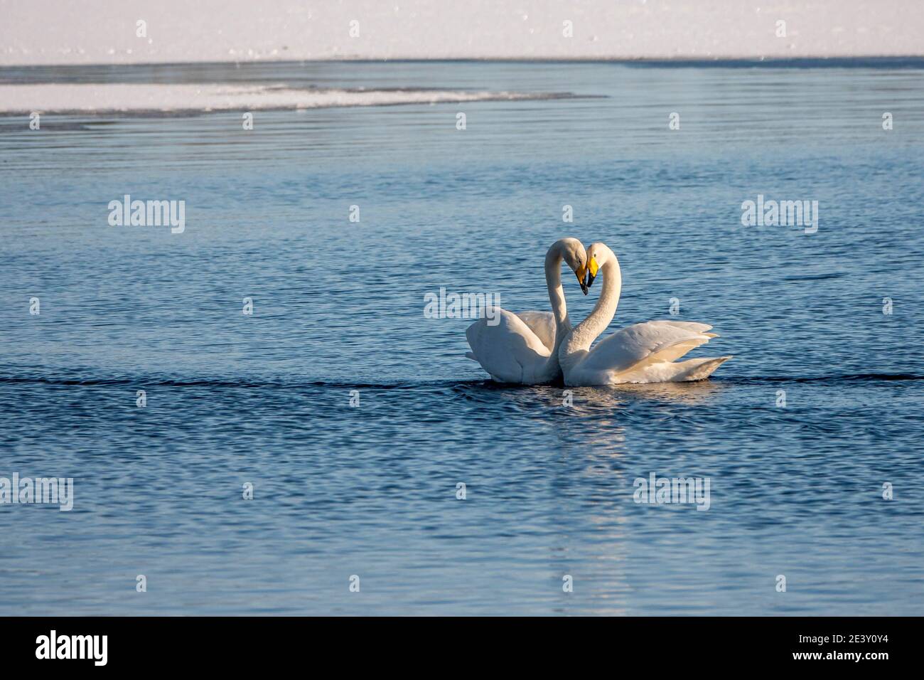 Two kissing swans on blue water. Birds represent heart as a wedding and