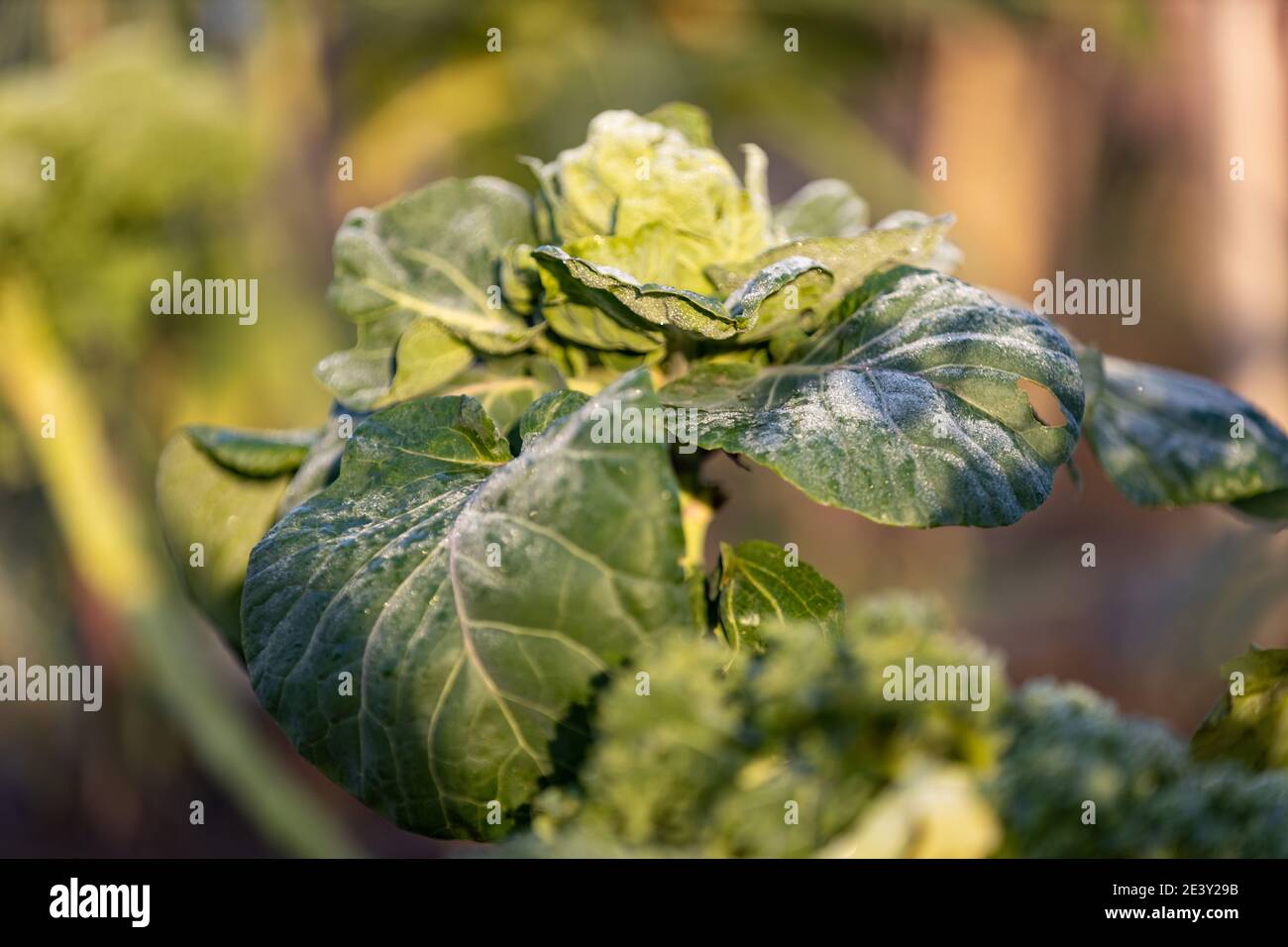 Curly kale on natural organic soil. The kale is a winter vegetable capable of withstanding the cold and is one of the healthiest vegetables that exist Stock Photo