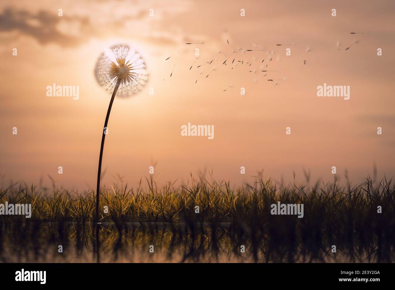 Dandelion clock seeds floating in the air, time or nature concept Stock Photo