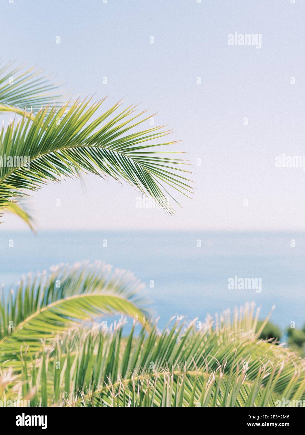 Palmtrees and beautiful blue water from the sea. If you can't visit Ibiza, enjoy it at home. Stock Photo