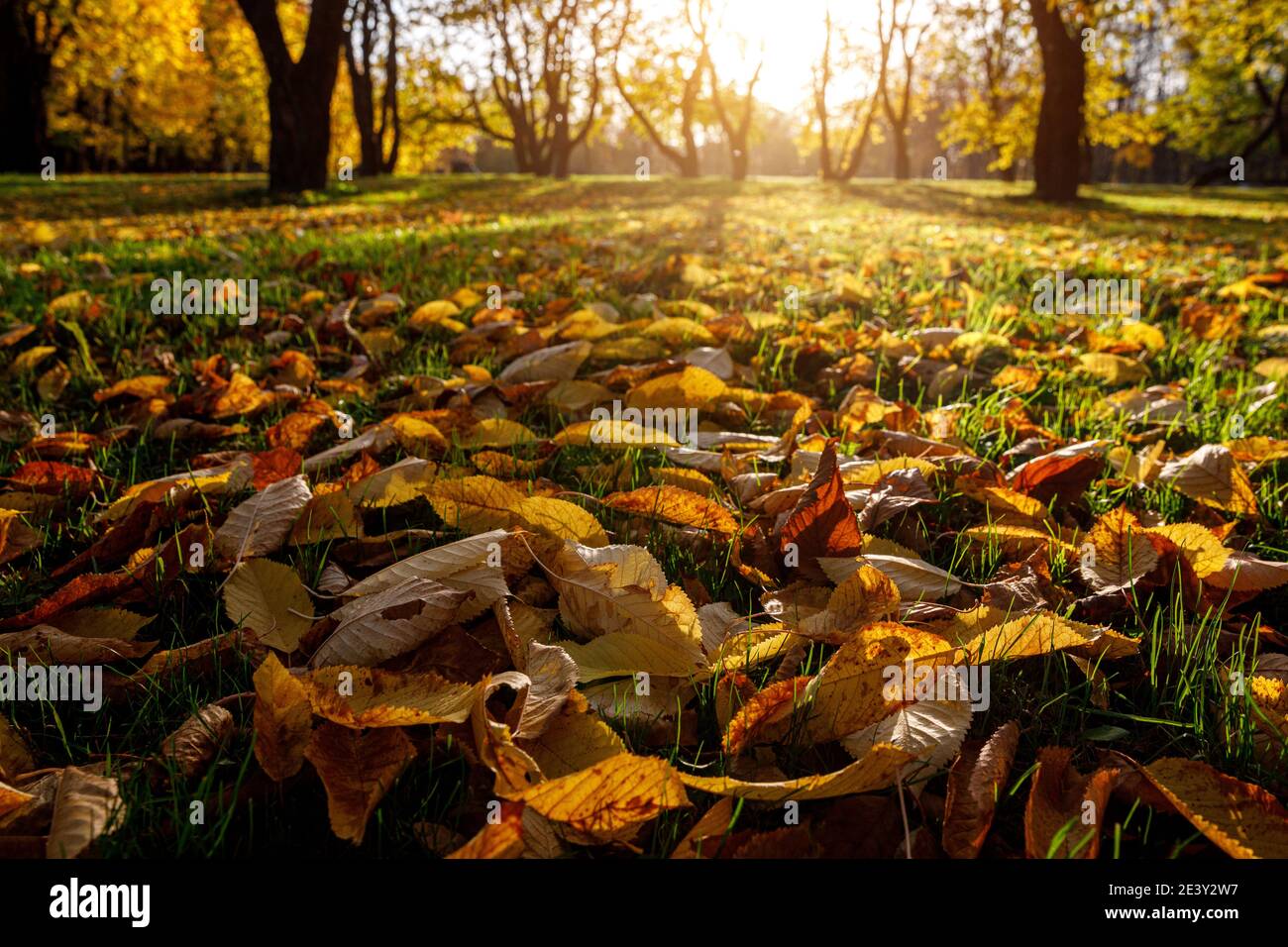 Fallen autumn leaves in the park, sunset Stock Photo - Alamy