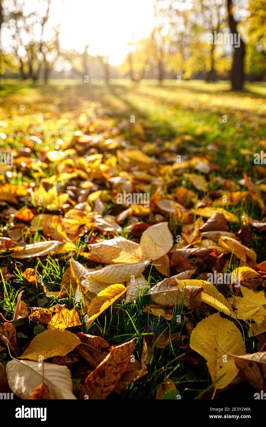 Fallen autumn leaves in the park, sunset Stock Photo - Alamy