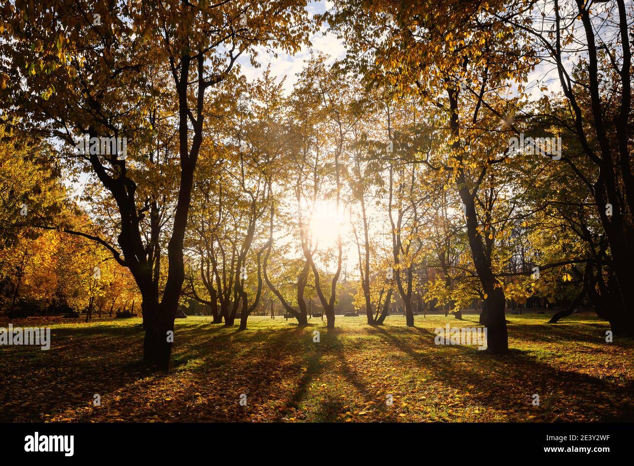 Silhouettes of autumn trees in the park. Sunset Stock Photo - Alamy