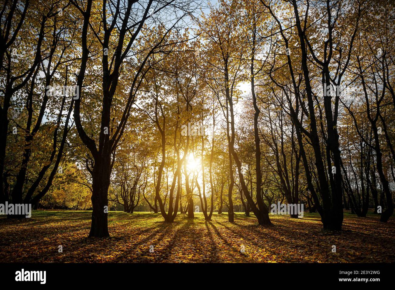 Silhouettes of autumn trees in the park. Sunset Stock Photo - Alamy