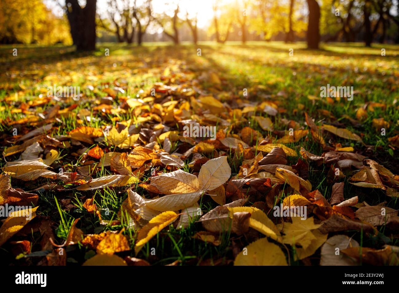 Fallen autumn leaves in the park, sunset Stock Photo - Alamy