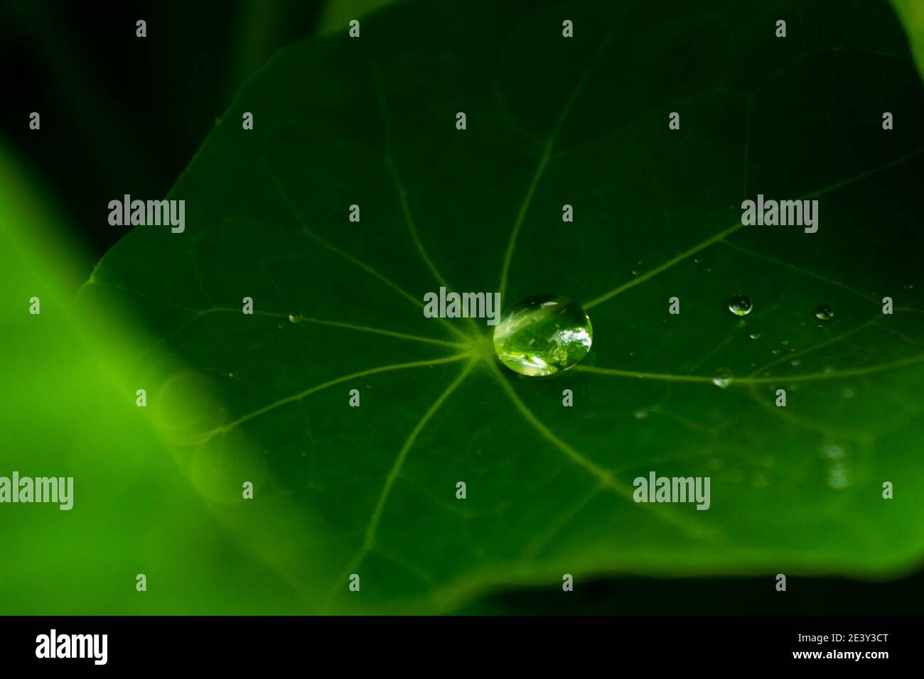 Close up of water droplets on plant flower leaf Stock Photo - Alamy