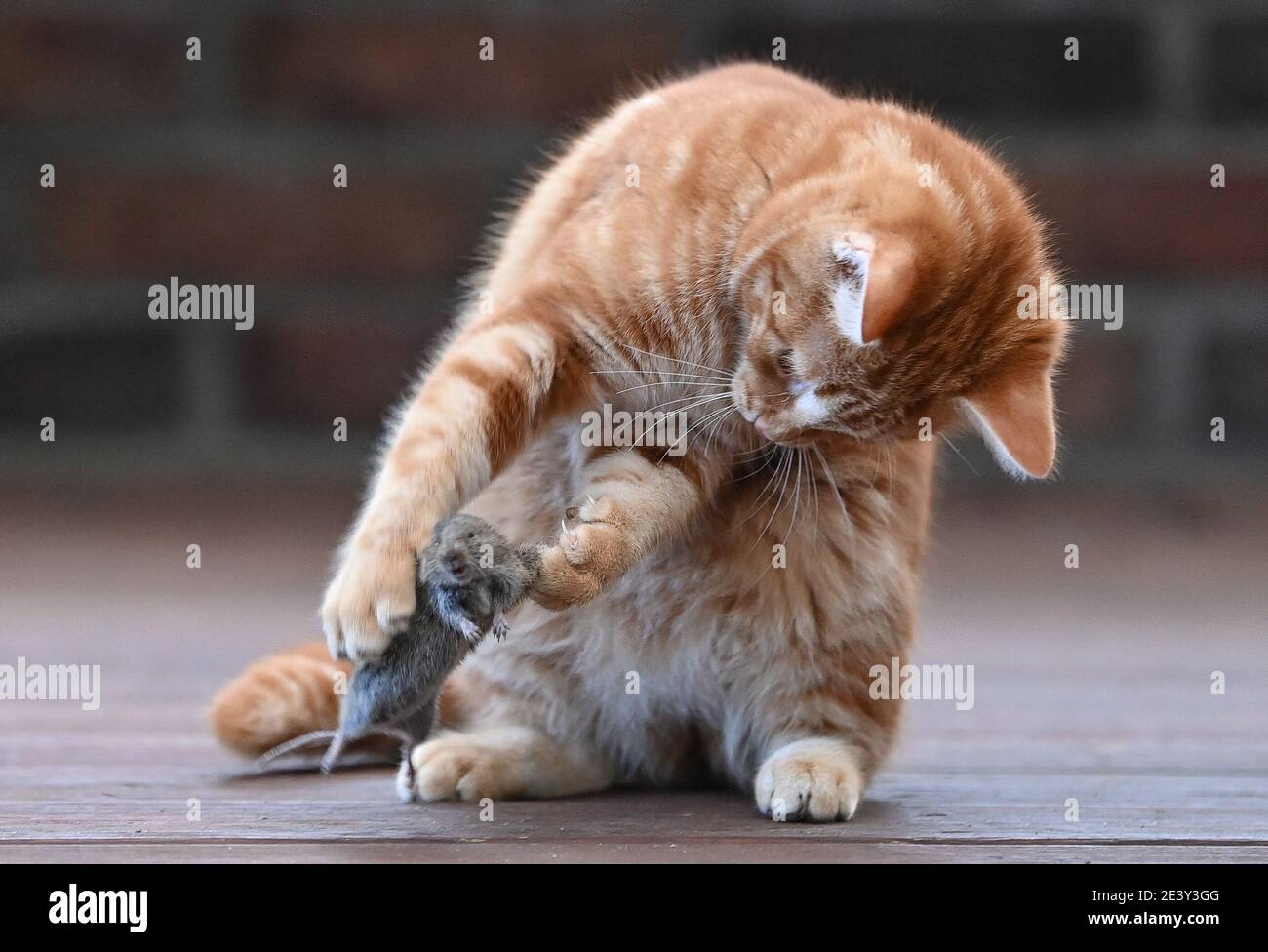 Sieversdorf, Germany. 21st Jan, 2021. A young cat has caught a small