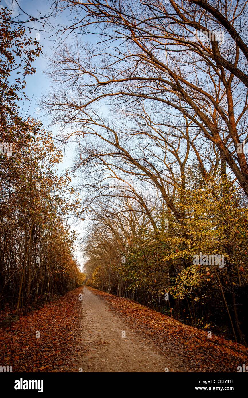 Beautiful alley in a park with colorful trees, late autumn landscape ...