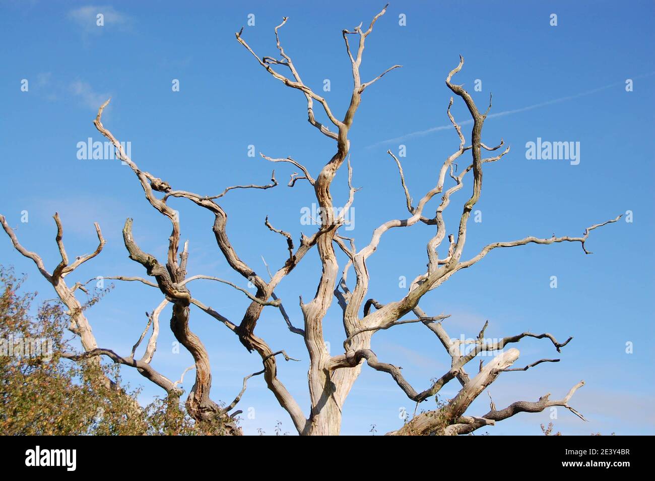 Dead Brambles High Resolution Stock Photography and Images - Alamy