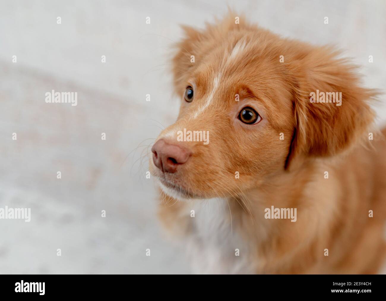 Little Red River Duck Dog High Resolution Stock Photography and Images -  Alamy