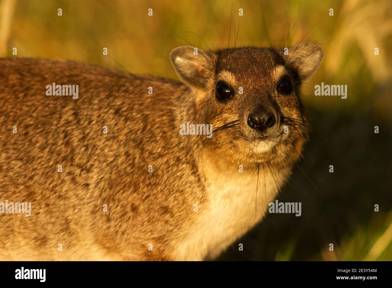 The Bush Hyrax is common in rocky areas and is very agile when it browses foliage up in trees and bushes, though it looks ill-equipped to do so Stock Photo