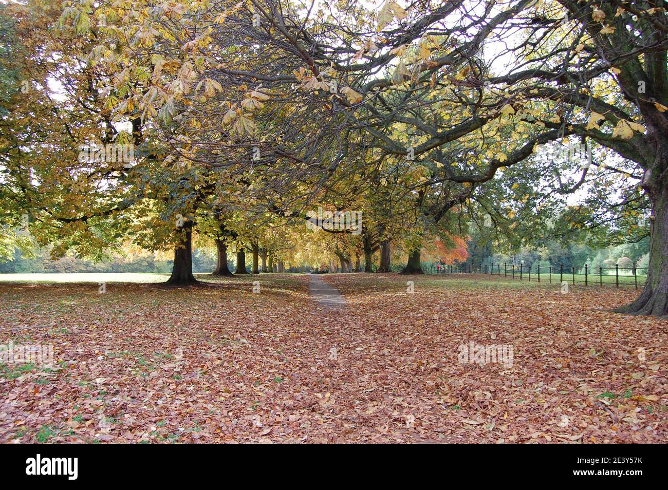 Abington Park Northampton view views Autumn colour amazing beauty beautiful covered in leaves dazzle dazzling colours browns brown path covered branch Stock Photo