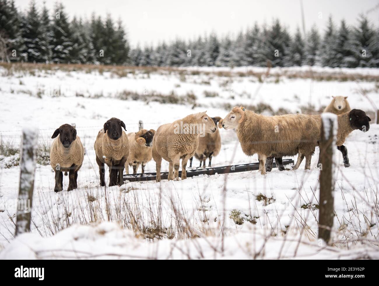 Eaglesham Moor, Scotland, UK. 21st Jan, 2021. Pictured: Sheep try and graze in the snow carpeted field. Scotland has been hit with more snow fall over night as storm Christoph deposits a few more inches of wet snow in Central Scotland. More snow, high winds and ice are forecast by the Met Office with some frontal systems coming in from the East. Credit: Colin Fisher/Alamy Live News Stock Photo