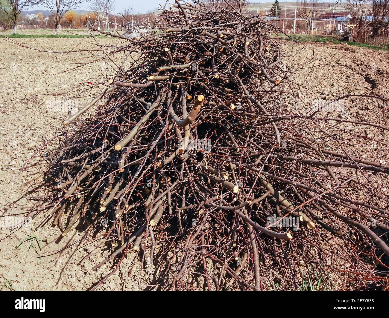 Pile of twigs and branches isolated in garden Stock Photo Alamy