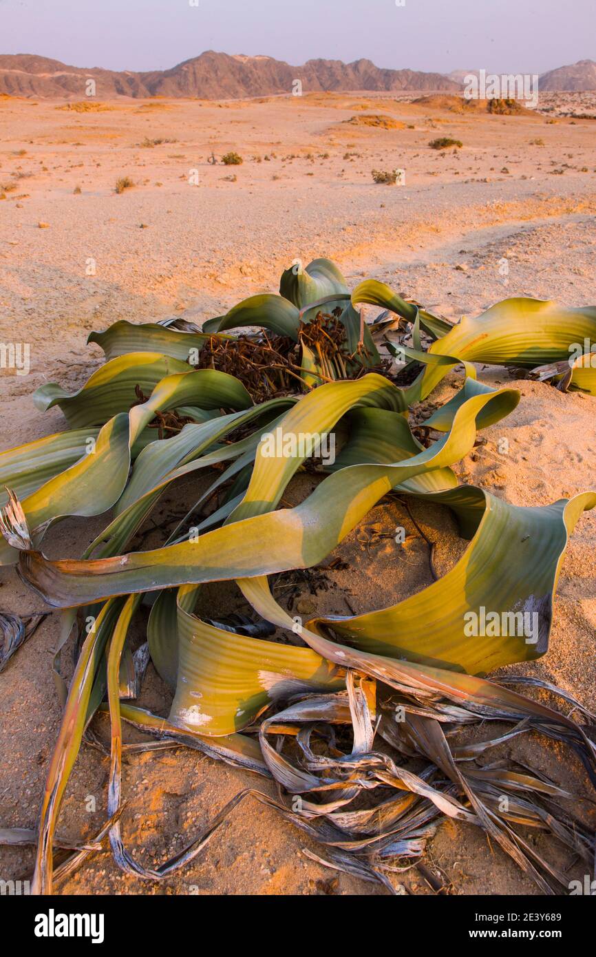 Welwitschia mirabilis Swakopmund Desierto Namib Namibia Africa Stock ...