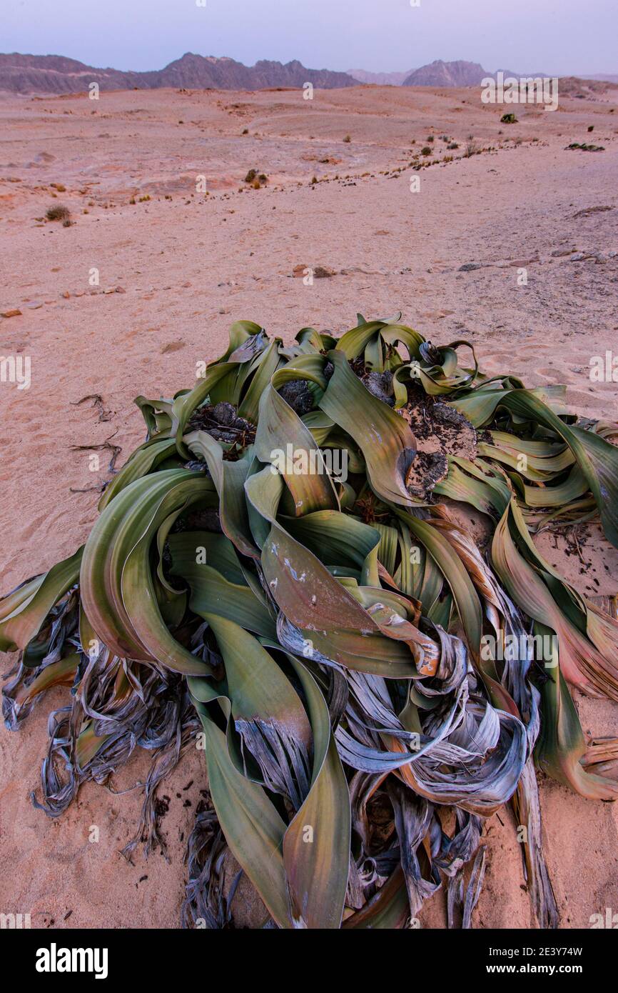 Welwitschia mirabilis Swakopmund Desierto Namib Namibia Africa Stock ...