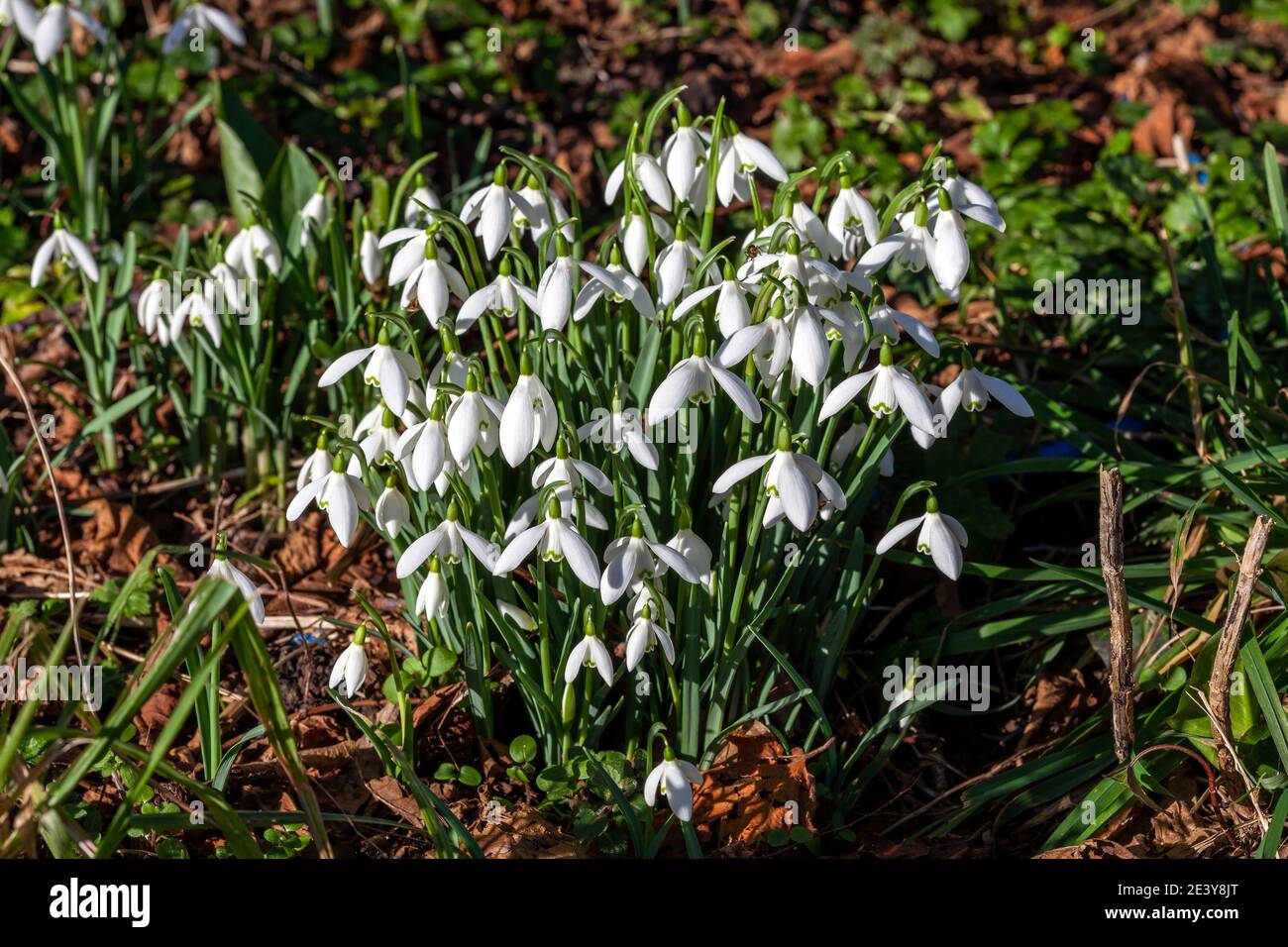 Snowdrops (galanthus) an  early winter spring flowering  bulbous plant with a white springtime flower which opens in January and February in a woodlan Stock Photo