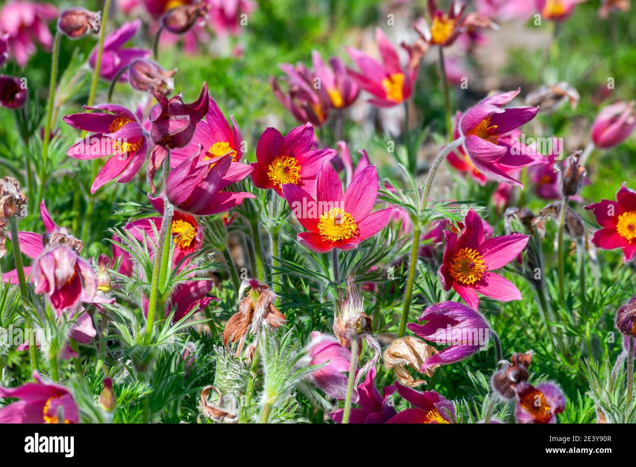 Pulsatilla vulgaris 'Rubra' a spring perennial red flowering plant commonly known as pasque flower, stock photo image Stock Photo