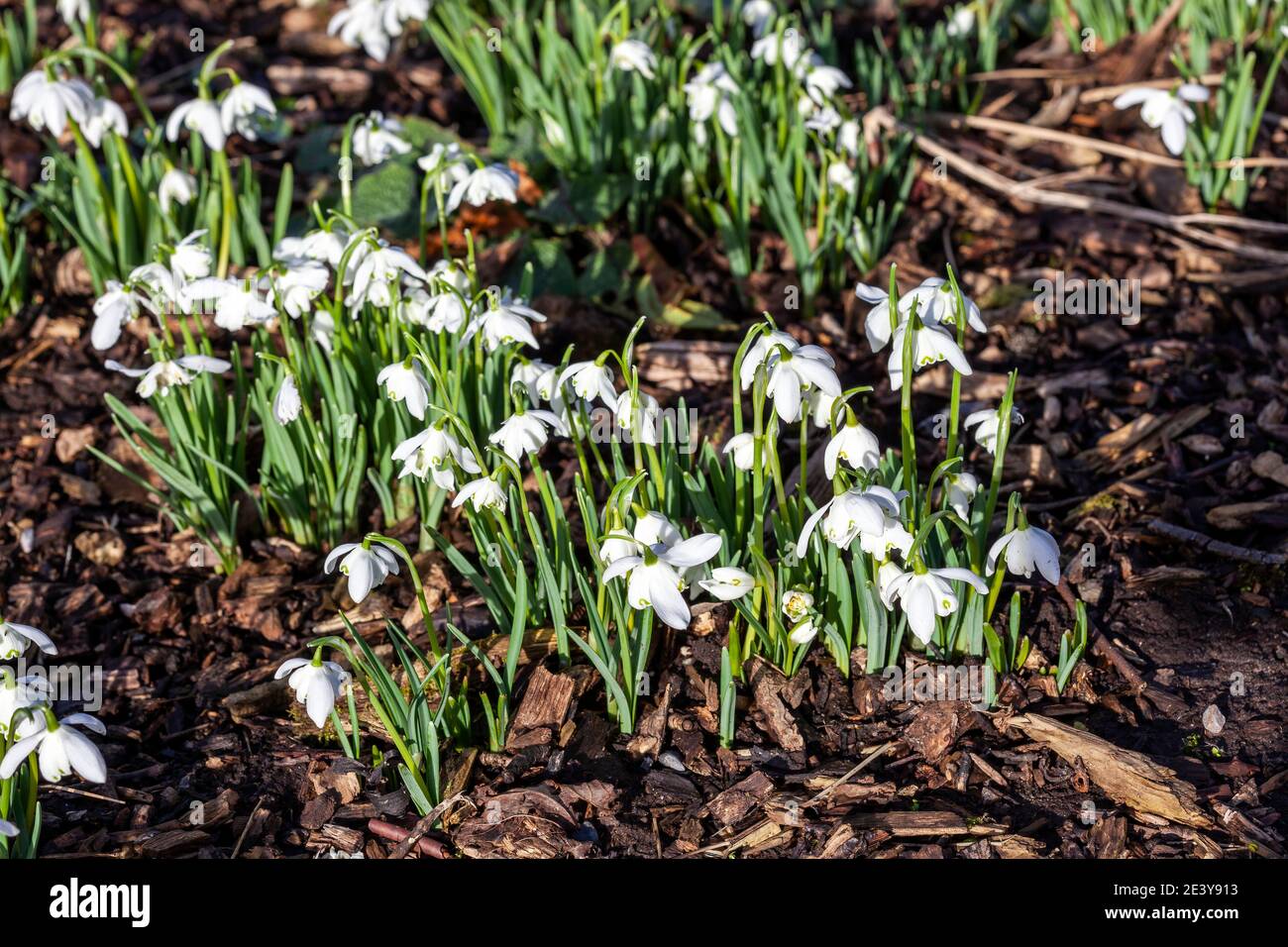 Snowdrops (galanthus) Flore Pleno an  early winter spring flowering  bulbous plant with a white springtime double flower which opens in January and Fe Stock Photo
