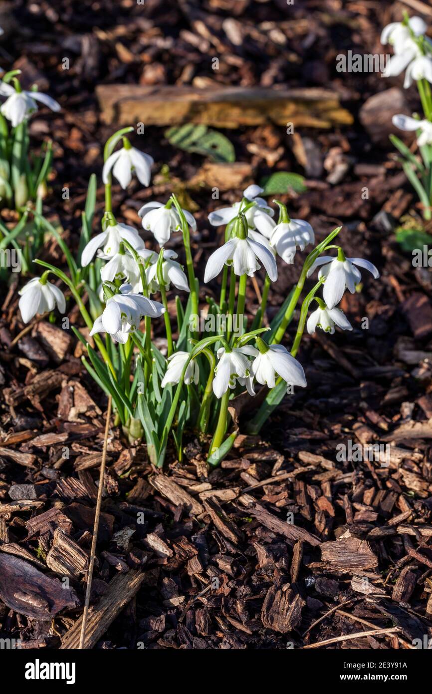 Snowdrops (galanthus) Flore Pleno an  early winter spring flowering  bulbous plant with a white springtime double flower which opens in January and Fe Stock Photo