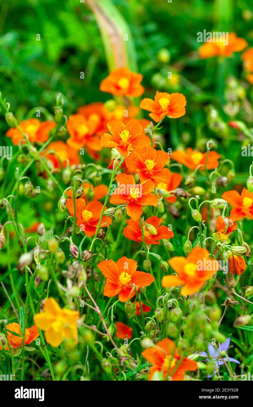 Helianthemum 'John Lanyon' an orange red herbaceous springtime summer flower plant commonly known as rock rose, stock photo image Stock Photo