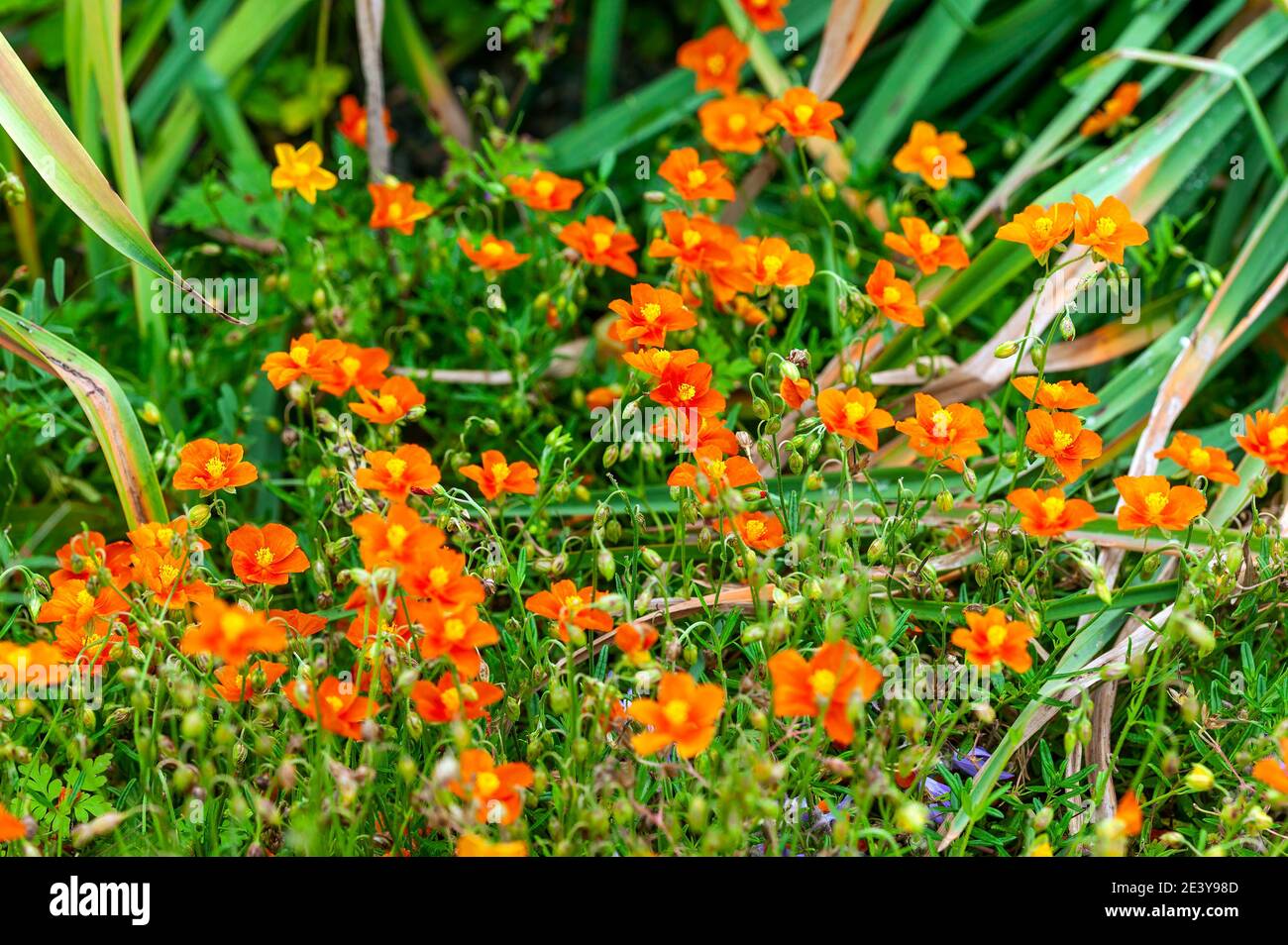 Helianthemum 'John Lanyon' an orange red herbaceous springtime summer flower plant commonly known as rock rose, stock photo image Stock Photo