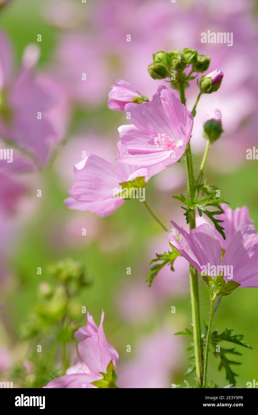 Pale pink saucer-shaped flowers of Malva moschata or musk mallow Stock Photo