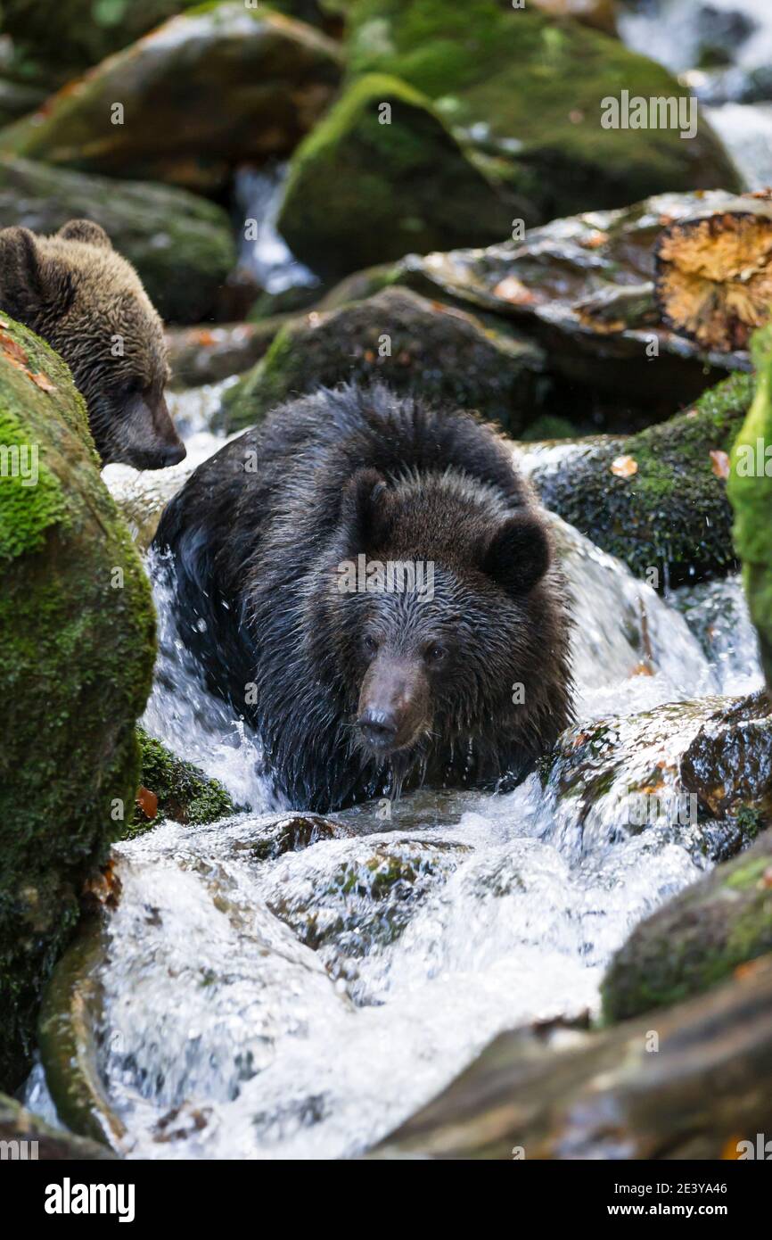 Braunbaer, Ursus arctos, brown bear Stock Photo