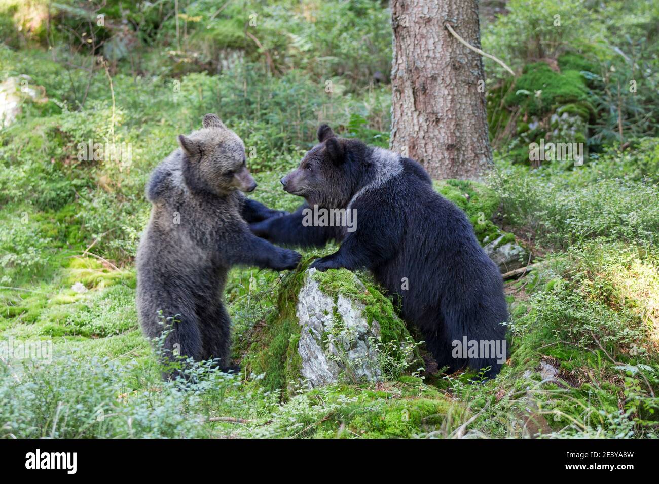 Braunbaer, Ursus arctos, brown bear Stock Photo