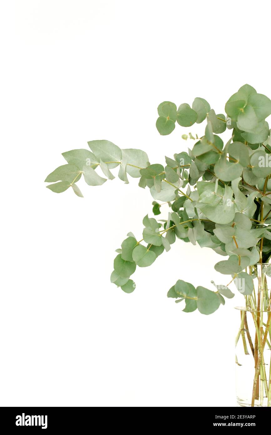 Eucalyptus leaves bunch hires stock photography and images Alamy