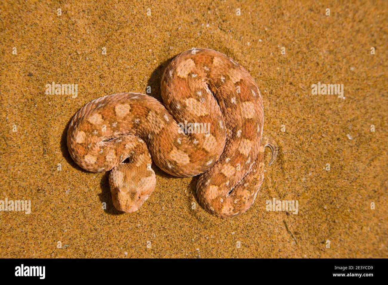 Vibora sopladora cornuda (Bitis caudalis), Desierto del Namib, Namibia,  Africa Stock Photo - Alamy