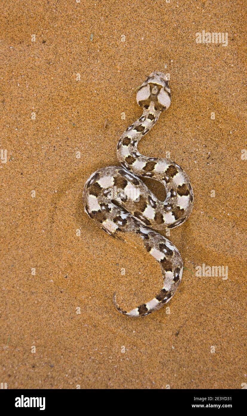 Vibora sopladora cornuda (Bitis caudalis), Desierto del Namib, Namibia,  Africa Stock Photo - Alamy