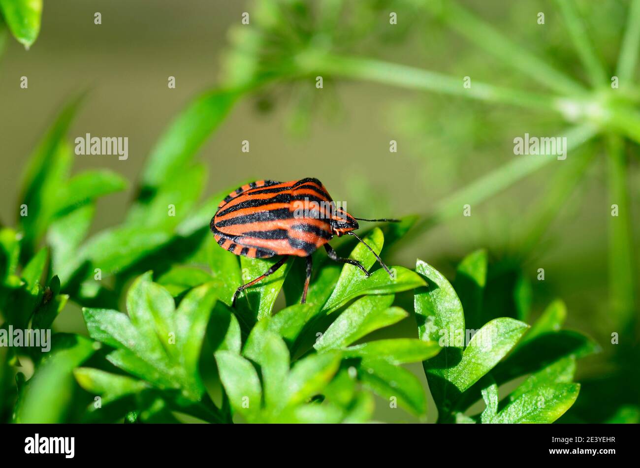 stripped string bug Stock Photo - Alamy