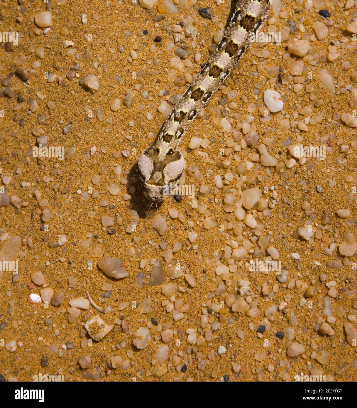 Vibora sopladora cornuda (Bitis caudalis), Desierto del Namib, Namibia ...